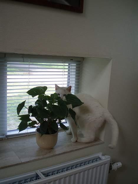 Huskat Skygge Faxe billede 4