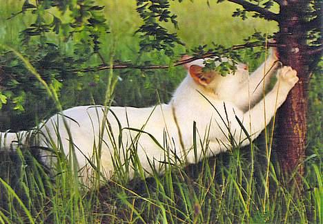 Huskat Skygge Faxe billede 5