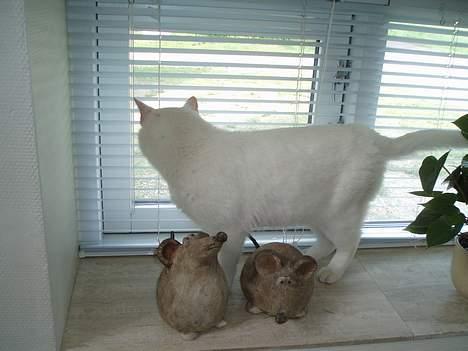 Huskat Skygge Faxe billede 6