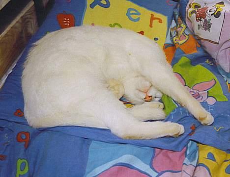 Huskat Skygge Faxe billede 7