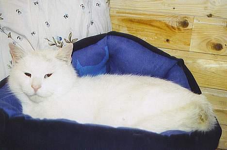 Huskat Skygge Faxe billede 8