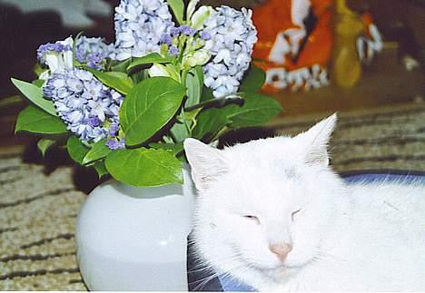 Huskat Skygge Faxe billede 9