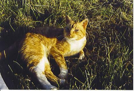 Huskat Oliver billede 1