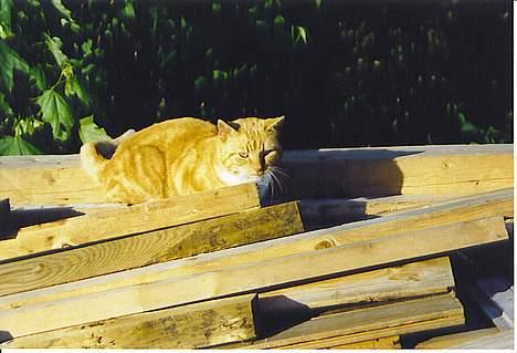 Huskat Oliver billede 2