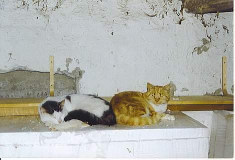 Huskat Oliver billede 3