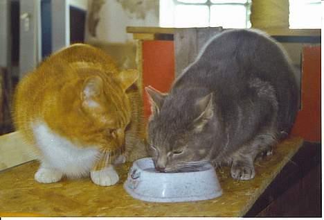 Huskat Oliver billede 4