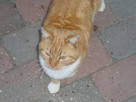 Huskat Oliver billede 5