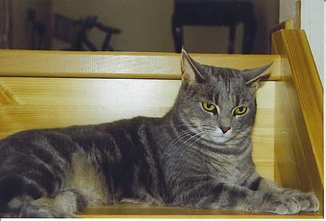 Huskat Malou billede 1