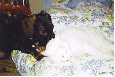 Huskat Skygge Faxe - Skygge og min gravhund Basse billede 11