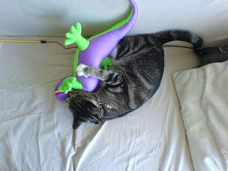 Huskat Spunk - Jeg har købt en bamse, fordi den er sjov... Men Spunk synes den er fantastisk at slåsse med, så nu skal den dø! billede 5