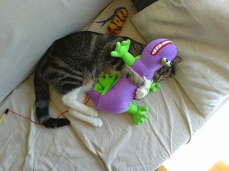 Huskat Spunk - Bamsen er dejlig billede 6