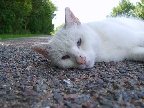 Huskat Skygge Faxe billede 12