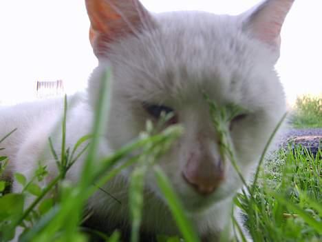 Huskat Skygge Faxe billede 13