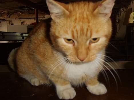 Huskat Oliver billede 6