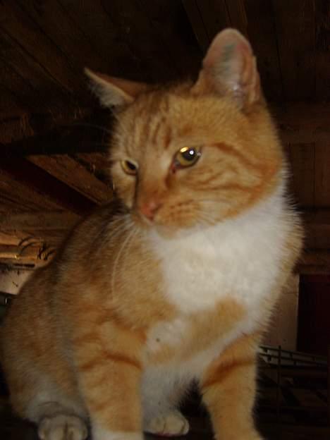 Huskat Oliver billede 7