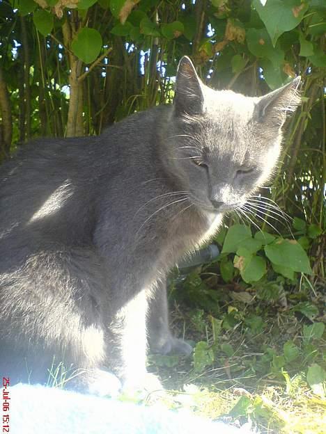 Huskat Magnus Olsen - 25. juli 2006 billede 15