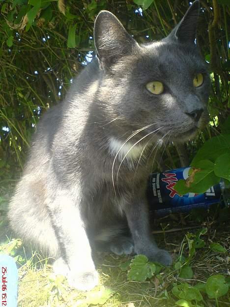 Huskat Magnus Olsen - 25. juli 2006 billede 16