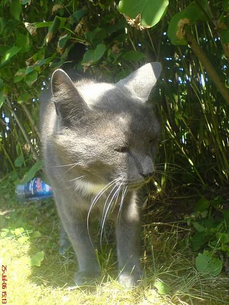 Huskat Magnus Olsen - 25. juli 2006 billede 17