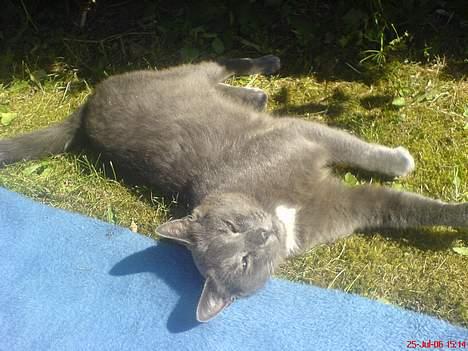 Huskat Magnus Olsen - 25. juli 2006: Åhh jeg elsker at dase, mor jeg låner lige lidt af dit tæppe *S* billede 18