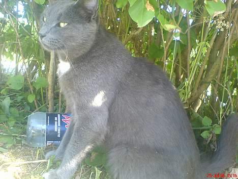 Huskat Magnus Olsen - 25. juli 2006 billede 19