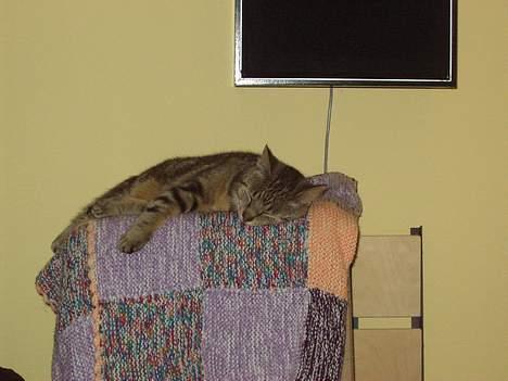 Blanding af racer Tiger billede 6