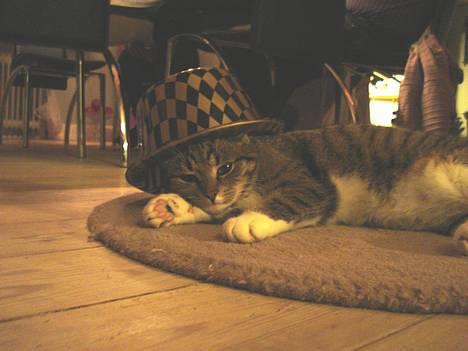 Huskat Katja - Katja :D billede 1