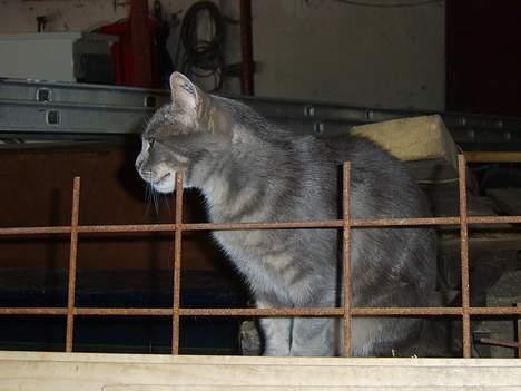 Huskat Malou billede 3