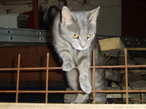 Huskat Malou billede 4