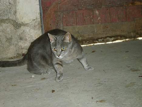 Huskat Malou billede 5