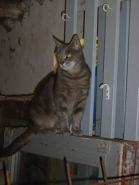 Huskat Malou billede 6