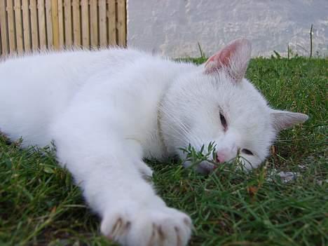 Huskat Skygge Faxe billede 14