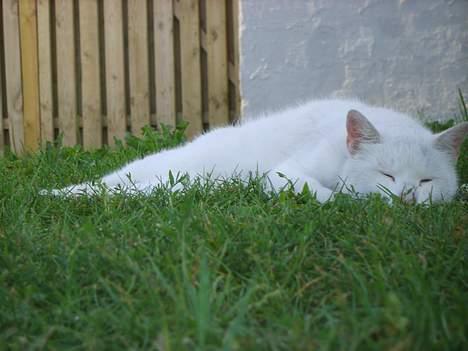 Huskat Skygge Faxe billede 15