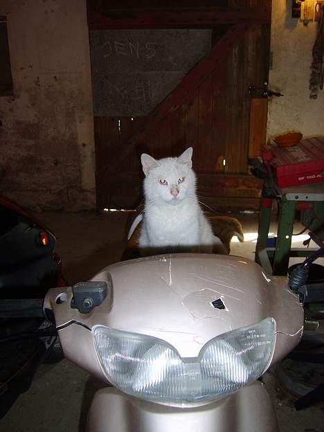 Huskat Skygge Faxe billede 16