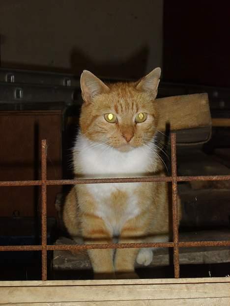 Huskat Oliver billede 8