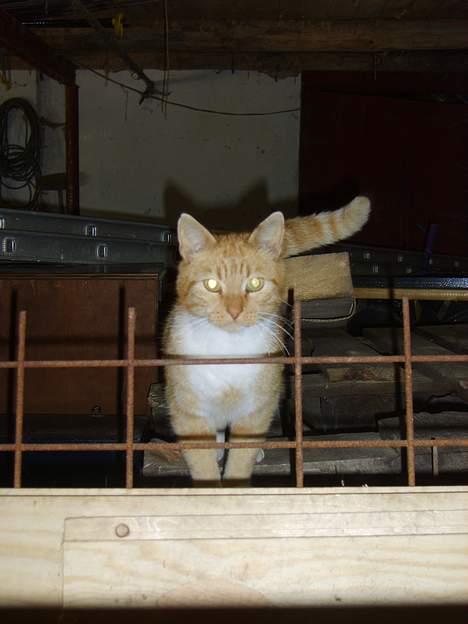 Huskat Oliver billede 9