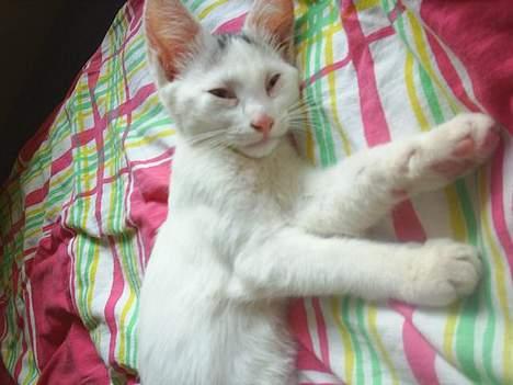 Blanding af racer Chanel - Mmmh - så dejlig med en slapper på sengen.  billede 2