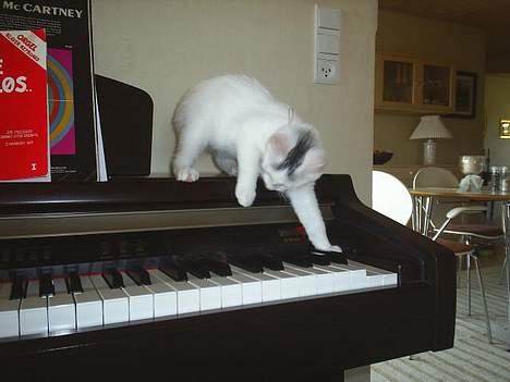 Blanding af racer Chanel - Jeg spiller lige en gang på klaveret , mens jeg synger "hvem vil ikke gerne være kat?" billede 3