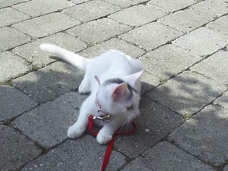 Blanding af racer Chanel - Hey ! hvor blev min flue af, jeg havde den næsten.  billede 4