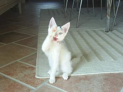 Blanding af racer Chanel - Tittebøøøh - haha, der blev dig og dit kamera nok bange.  billede 5