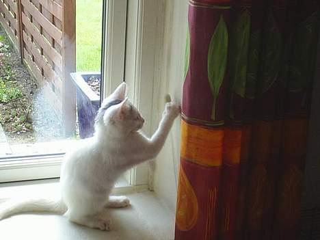 Blanding af racer Chanel - ahh, hvis jeg bare hiver denne snor ned - så ryger gardinet ned, og så kan jeg sove i mørke :b billede 6