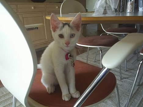 Blanding af racer Chanel - Nu har jeg snart siddet her ved bordet og ventet på mad længe, så kom dog med det :p . billede 7