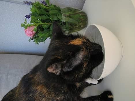 Huskat Mitzi - Skønt når man får serveret koldt vand i varmen...og så på sengebordet:) billede 15