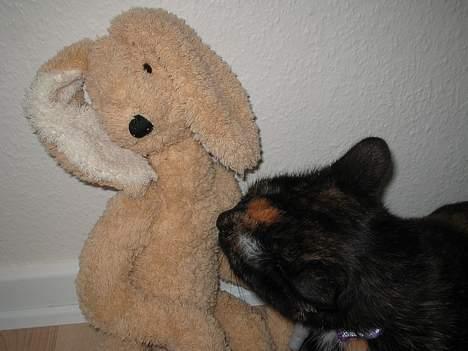 Huskat Mitzi - Mon den er levende?:) billede 16