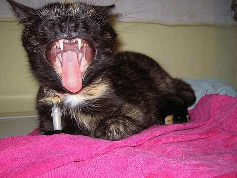 Huskat Mitzi - GAB.....åhh mon vi snart skal i seng?:) billede 17