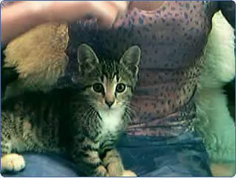 Huskat Katja - Uhh en computer billede 3