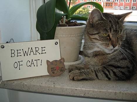 Huskat Mono billede 3