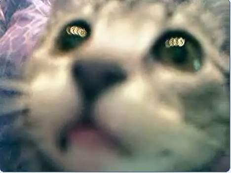 Huskat Katja - Spændende! billede 4