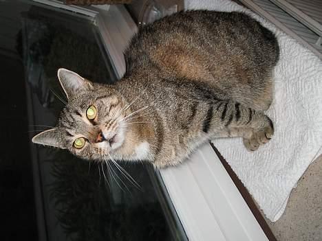 Huskat Mono - Jeg holder øje med natten:) billede 9