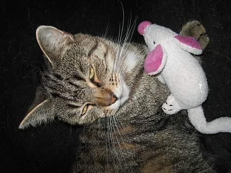 Huskat Mono - Se lige den fine mus jeg har fanget:) billede 12