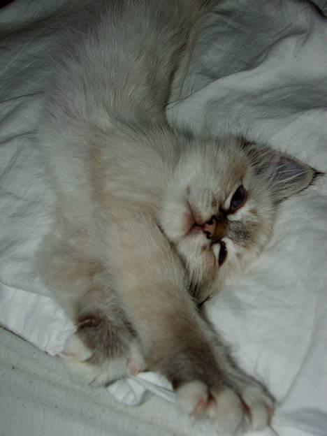 Hellig Birma Astaire ***Drøm sødt ;´(  billede 2